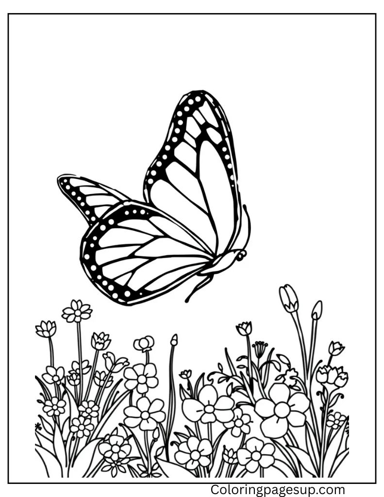 butterfly coloring sheets