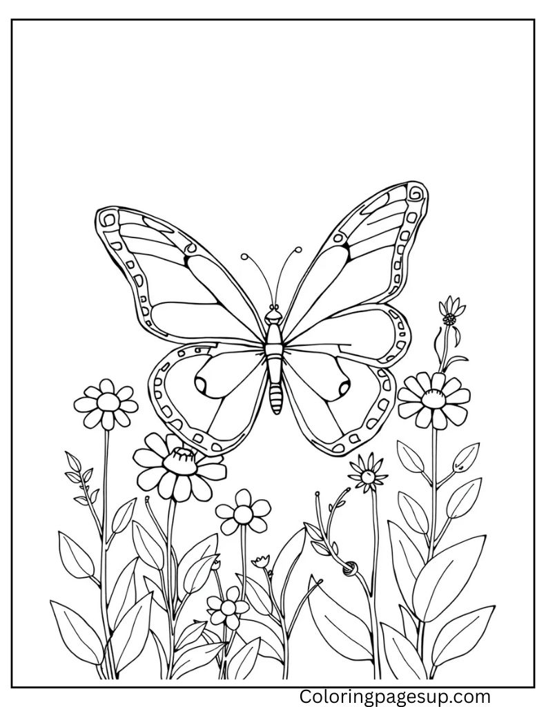butterfly coloring sheet for kids