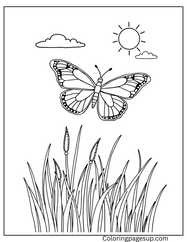 coloring sheet butterfly